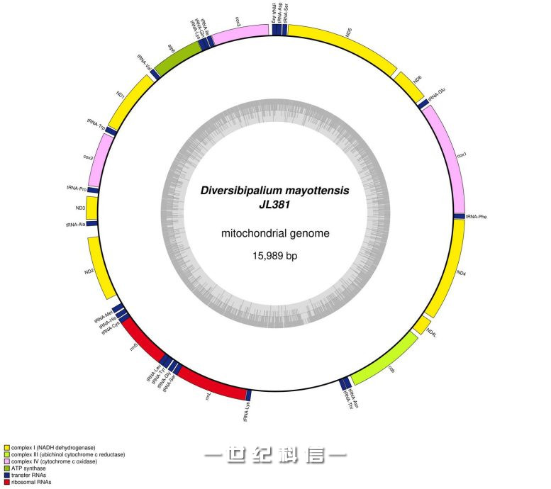 Mitogenome Diversibipalium mayottensis