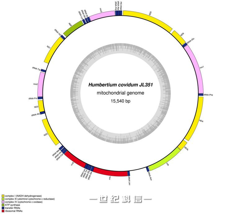 丝裂基因组 Humbertium covidum JL351